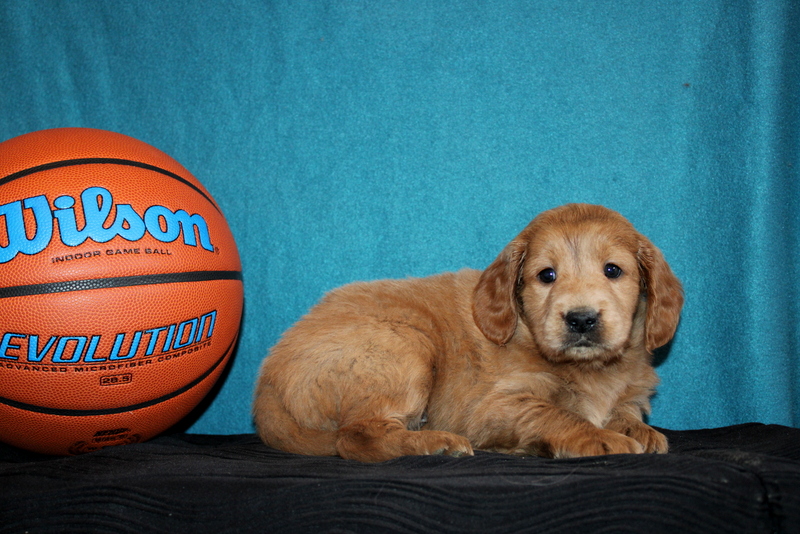 puppy, for, sale, Mini Goldendoodle , Matthew B. Stoltzfus, dog, breeder, Gap, PA, dog-breeder, puppy-for-sale, forsale, nearby, find, puppyfind, locator, puppylocator, aca